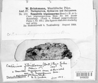 Tylospora fibrillosa image